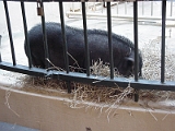 Potbelly Pig 1